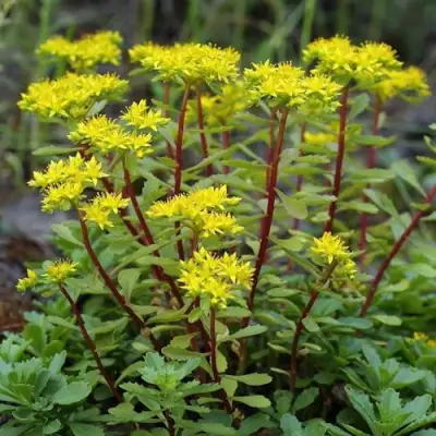 Очиток (седум) ИММЕРГРЮНХЕН в Бресте