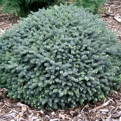 Ель ЭХИНИФОРМИС сизая в Бресте