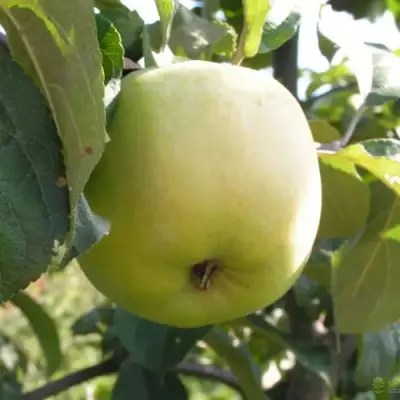 Яблоня АНТОНОВКА ОБЫКНОВЕННАЯ в Бресте