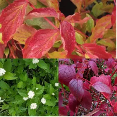 Комплект СЕВЕРНОЕ СИЯНИЕ в Бресте