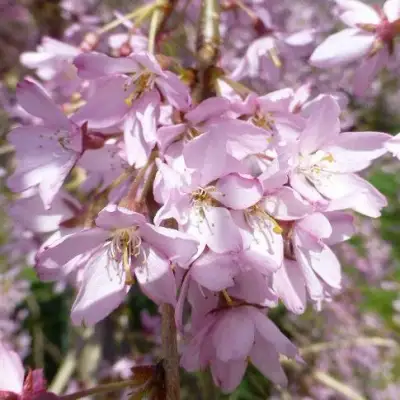 Сакура ПЕНДУЛА РУБРА в Бресте