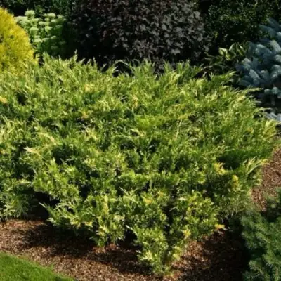 Можжевельник ВАРИЕГАТА казацкий  в Бресте