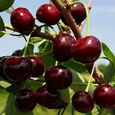 Вишня РОВЕСНИЦА в Бресте