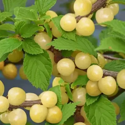 Вишня СНЕВИТ войлочная в Бресте