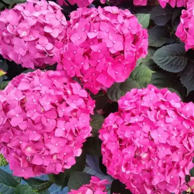 Гортензия ЭНДЛЕСС САММЕР ЛАВ крупнолистная в Бресте