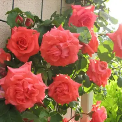 Роза ДИ ДИ БРИДЖУОТЕР плетистая в Бресте