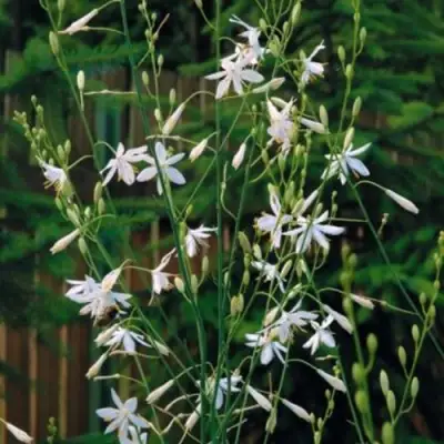 Венечник ветвистый в Бресте