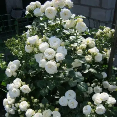 Роза АРТЕМИС шраб в Бресте