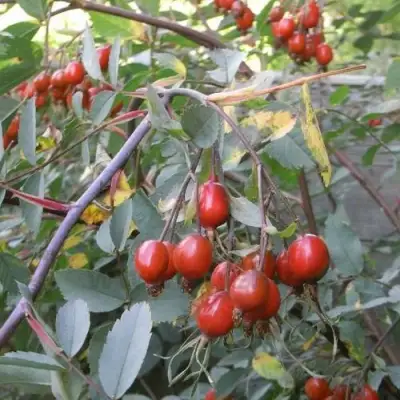 Роза сизая в Бресте