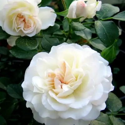 Роза ВАЙТ МЕЙДИЛАНД почвопокровная в Бресте