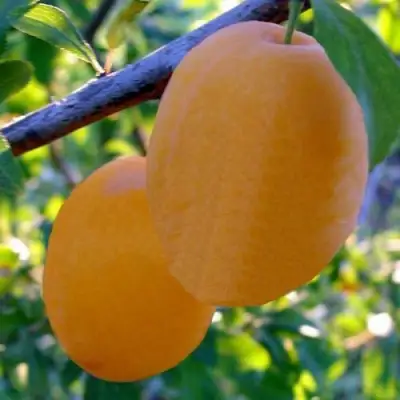 Слива НАТАША в Бресте