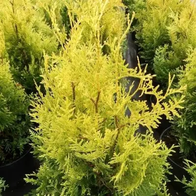 Туя ГОЛДЕН БРАБАНТ западная в Бресте