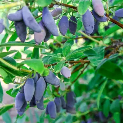 Жимолость съедобная БЛЮ БАНАНА (ГОЛУБОЙ БАНАН) в Бресте