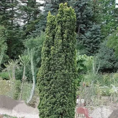 Тис ФАСТИГИАТА РОБУСТА  ягодный  в Бресте