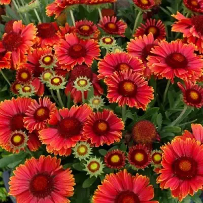 Гайлардия АРИЗОНА РЕД ШЕЙДС в Бресте