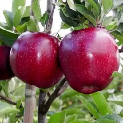 Яблоня РЕД ДЕЛИШЕС в Бресте