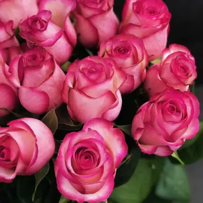 Роза КАРУСЕЛЬ чайно-гибридная в Бресте