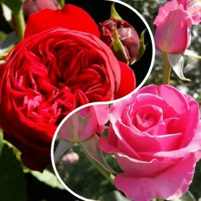 Комплект РОМАНТИЧЕСКИЙ БУКЕТ в Бресте