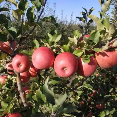 Яблоня ЧЕМПИОН РЕНО в Бресте