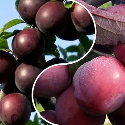 Комплект ИЗЮМИНКА САДА в Бресте