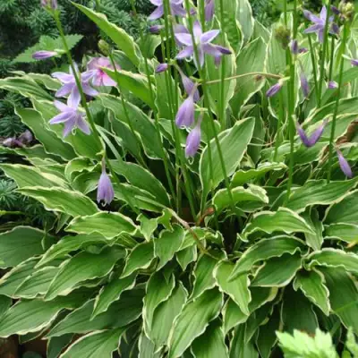 Хоста СТИЛЕТТО гибридная в Бресте