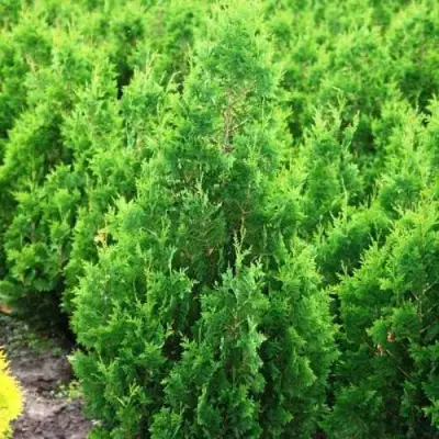 Туя СПИРАЛИС западная в Бресте