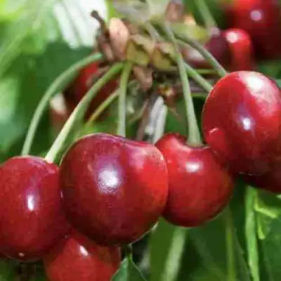 Дюк ИГРУШКА в Бресте