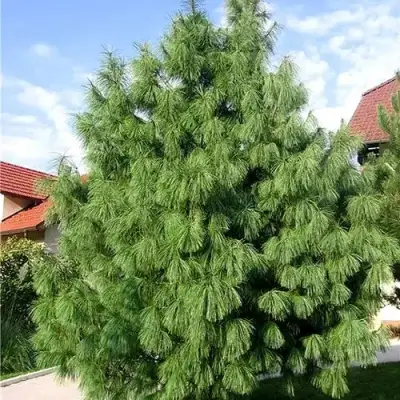 Сосна гриффита в Бресте