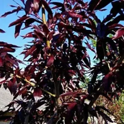 Персик БУРГУНДИ краснолистный в Бресте