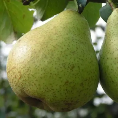 Груша ПЛАТОНОВСКАЯ в Бресте