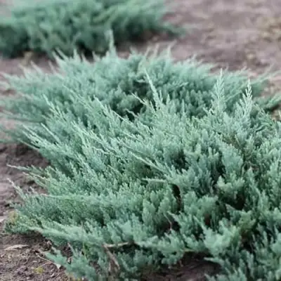 Можжевельник БЛЮ ЧИП горизонтальный  в Бресте