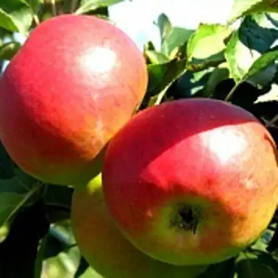 Яблоня СОКОЛОВСКОЕ стелющаяся в Бресте