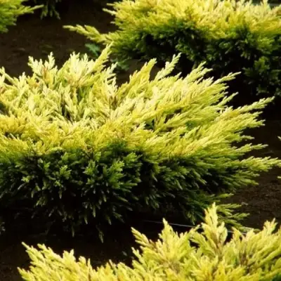 Можжевельник ЛАЙМ ГЛОУ горизонтальный  в Бресте