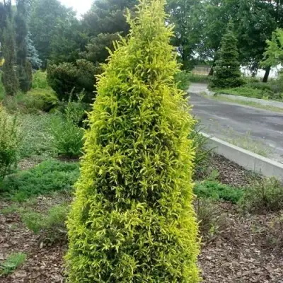 Можжевельник ГОЛД КОН обыкновенный в Бресте