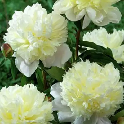 Пион ЛАУРА ДЕСЕРТ травянистый в Бресте