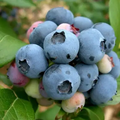 Голубика КОЛЛИНЗ в Бресте