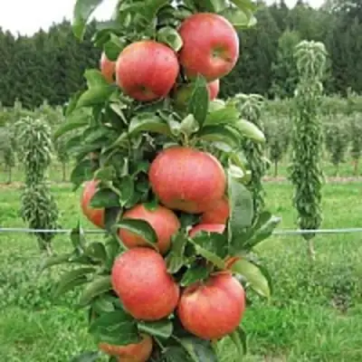 Яблоня ЯНТАРНОЕ ОЖЕРЕЛЬЕ колонновидная в Бресте
