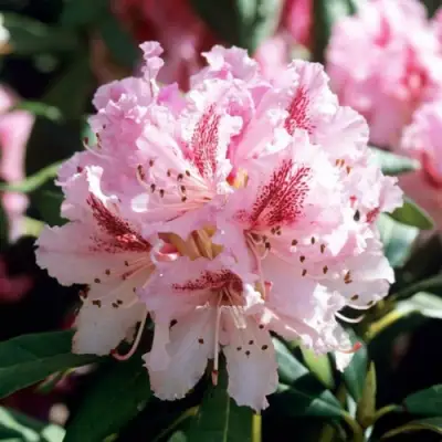 Рододендрон ЧИР в Бресте