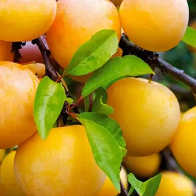 Слива МЕДОВАЯ ЖЁЛТАЯ в Бресте