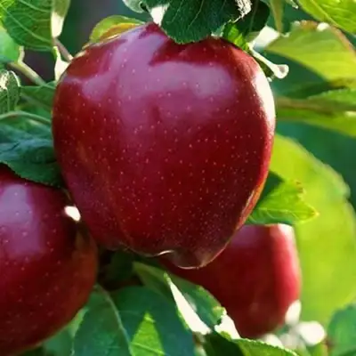 Яблоня РЕД ЧИФ в Бресте