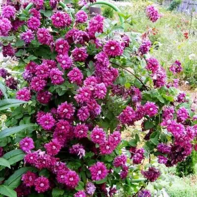 Клематис ПУРПУРЕА ПЛЕНА ЭЛЕГАНС в Бресте