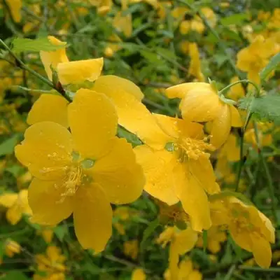 Керрия японская ГОЛДЕН ГИНЕЯ в Бресте