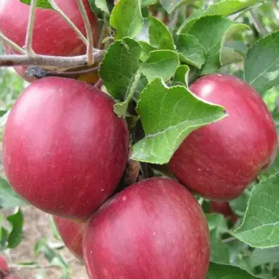 Яблоня МОСКОВСКОЕ ОЖЕРЕЛЬЕ колонновидная в Бресте