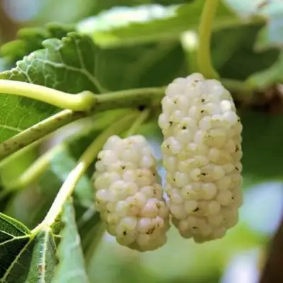 Шелковица БЕЛАЯ АЛЬБА в Бресте