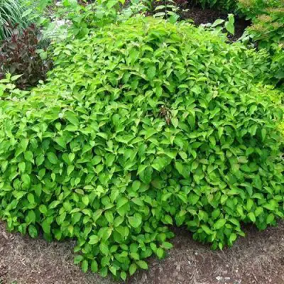 Дерен КЕЛСЕИ шелковистый  в Бресте