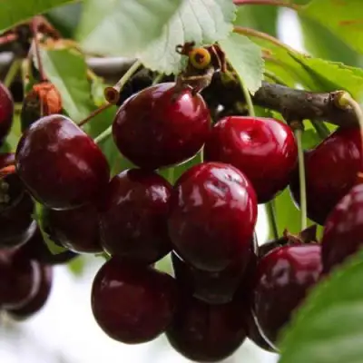 Вишня НОВОДВОРСКАЯ в Бресте