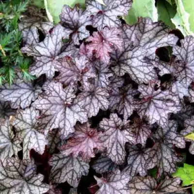 Гейхера ШУГА ФРОСТИНГ в Бресте