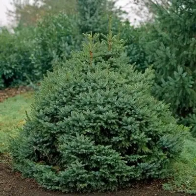 Ель НАНА сербская в Бресте