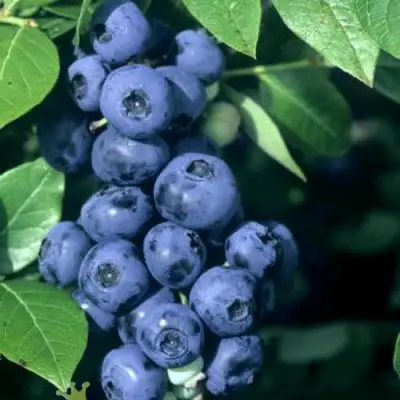 Голубика НОРТ КАНТРИ в Бресте