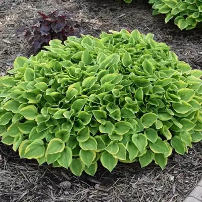 Хоста ГОЛДЕН ТИАРА в Бресте